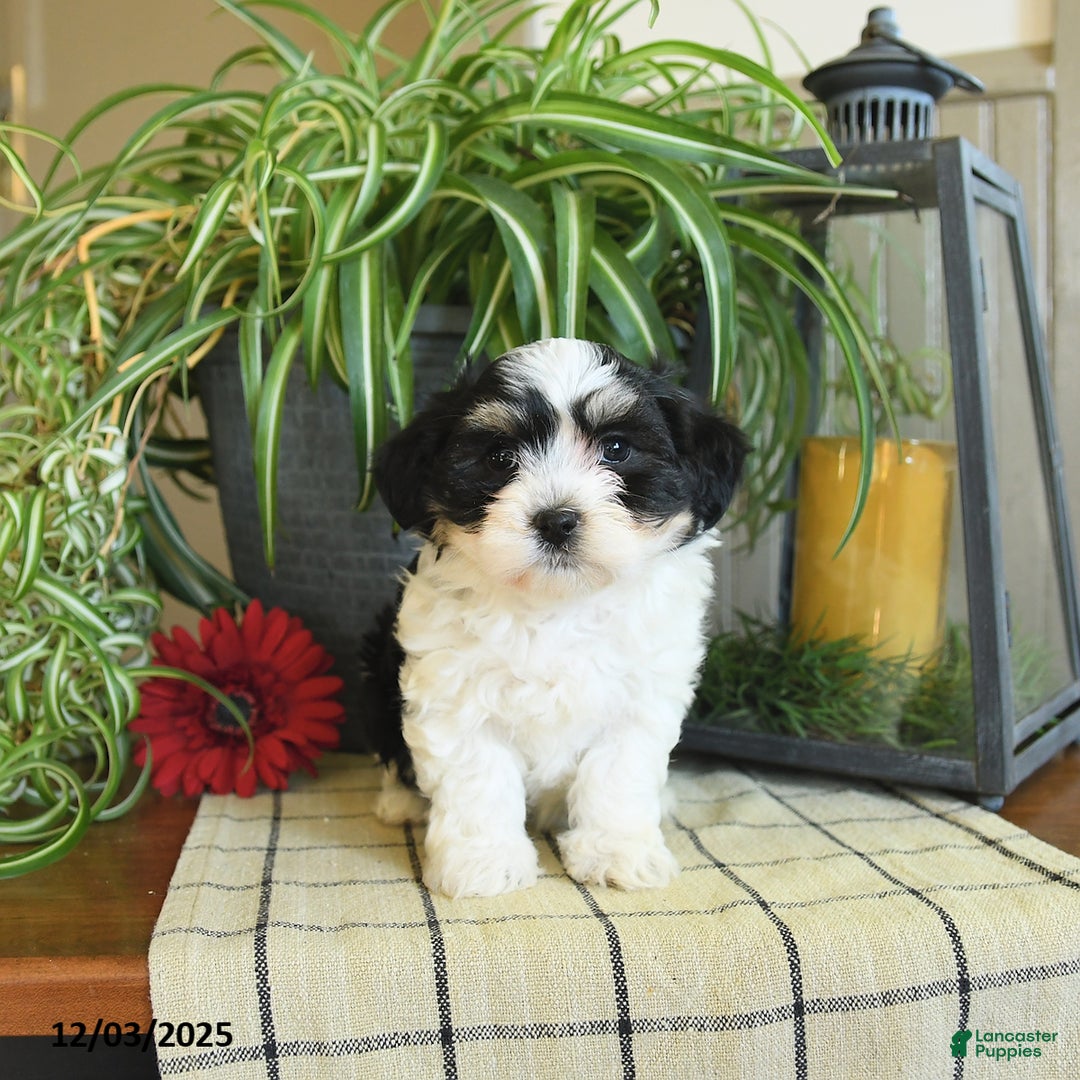 Havanese dogs for sale: Sophie - Ad 5