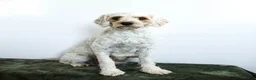 Cavapoo dogs for sale: Indie - Ad 6