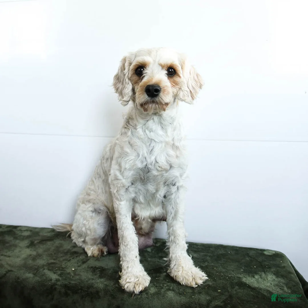 Cavapoo dogs for sale: Indie - Ad 6