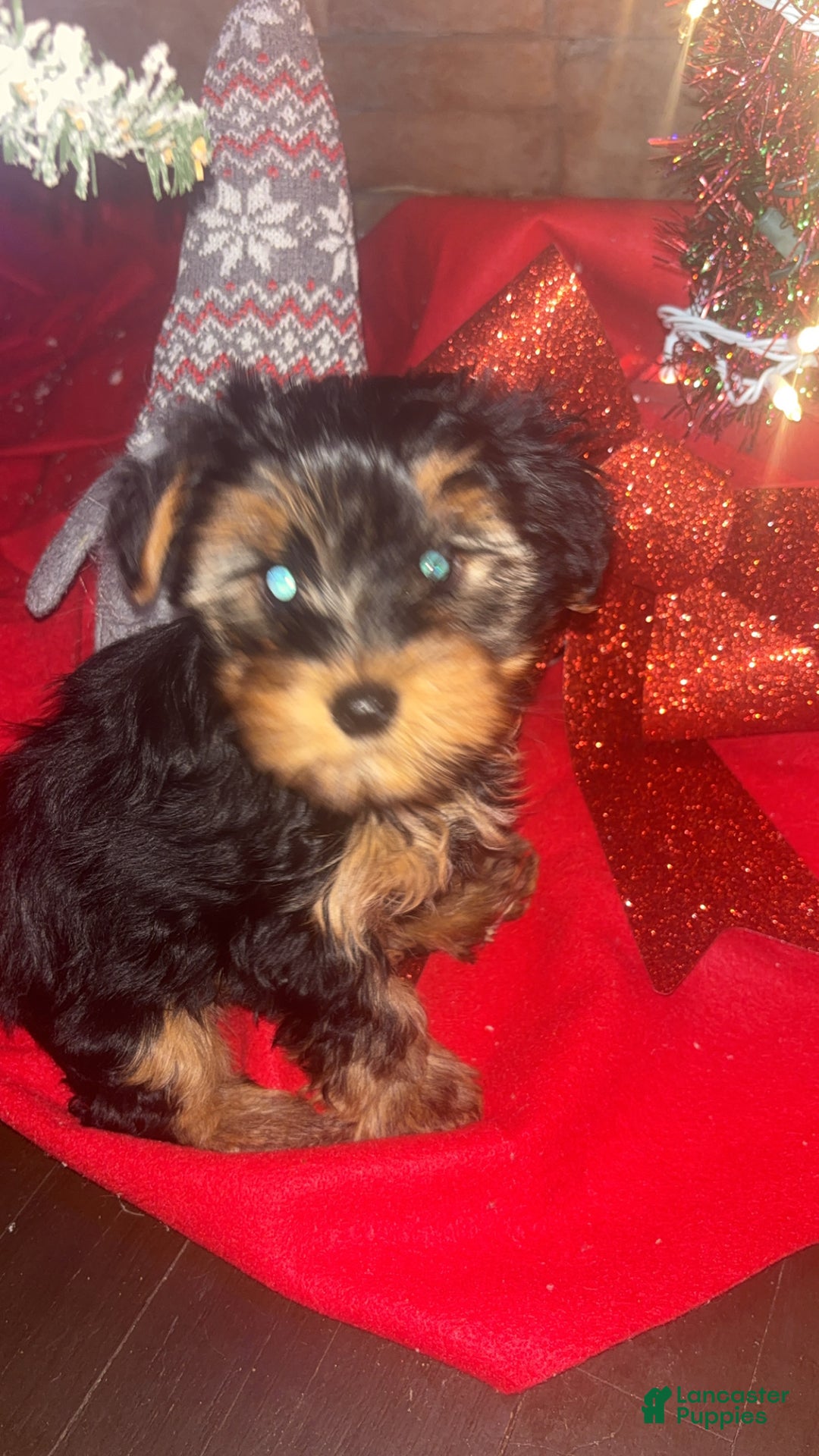 Yorkshire Terrier dogs for sale: Yorkshire Terrier juno - Ad 3