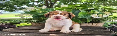 Nova