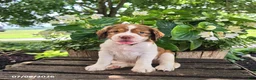 English Springer Spaniel dogs for sale: Nova - Ad 1