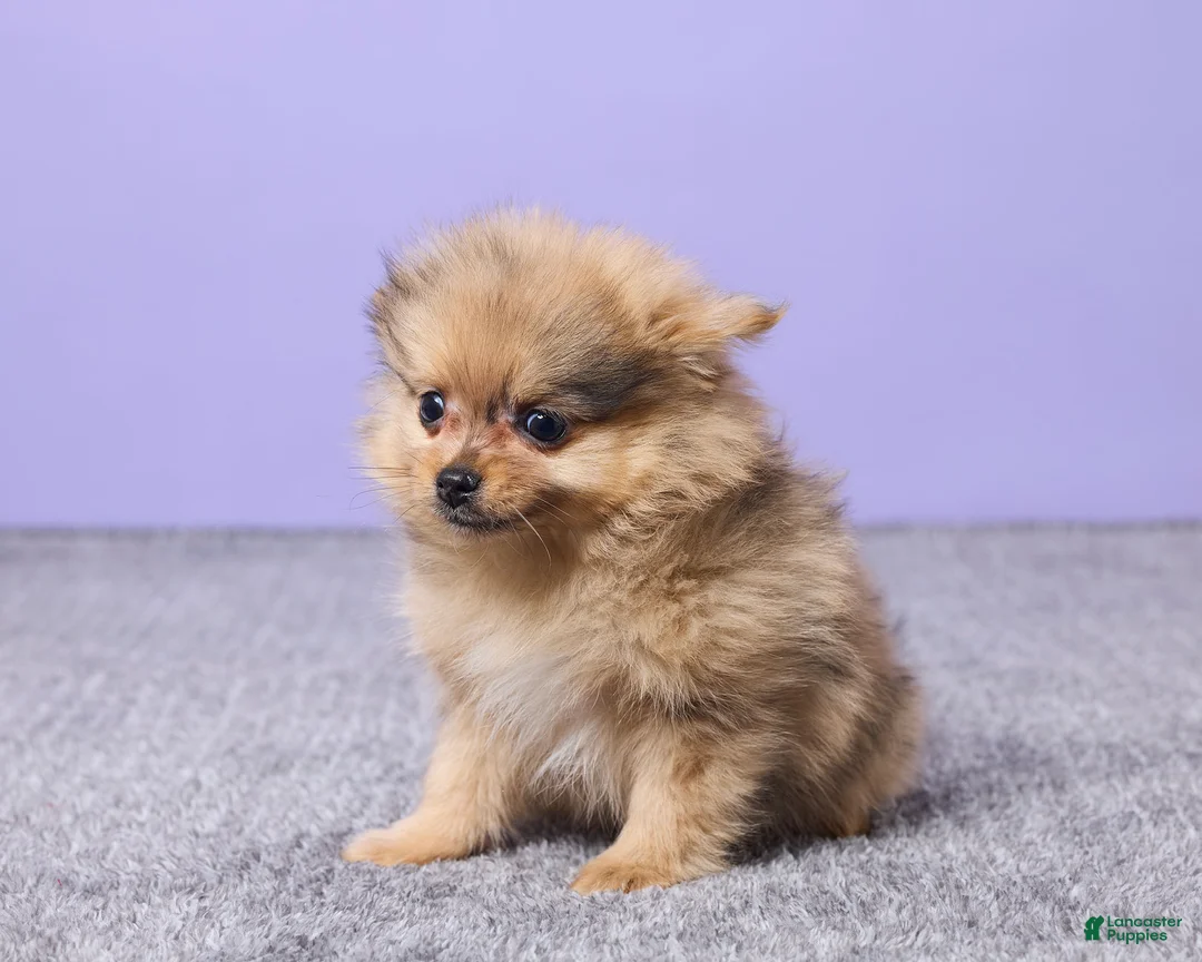 Pomeranian dogs for sale: Danny - Ad 2