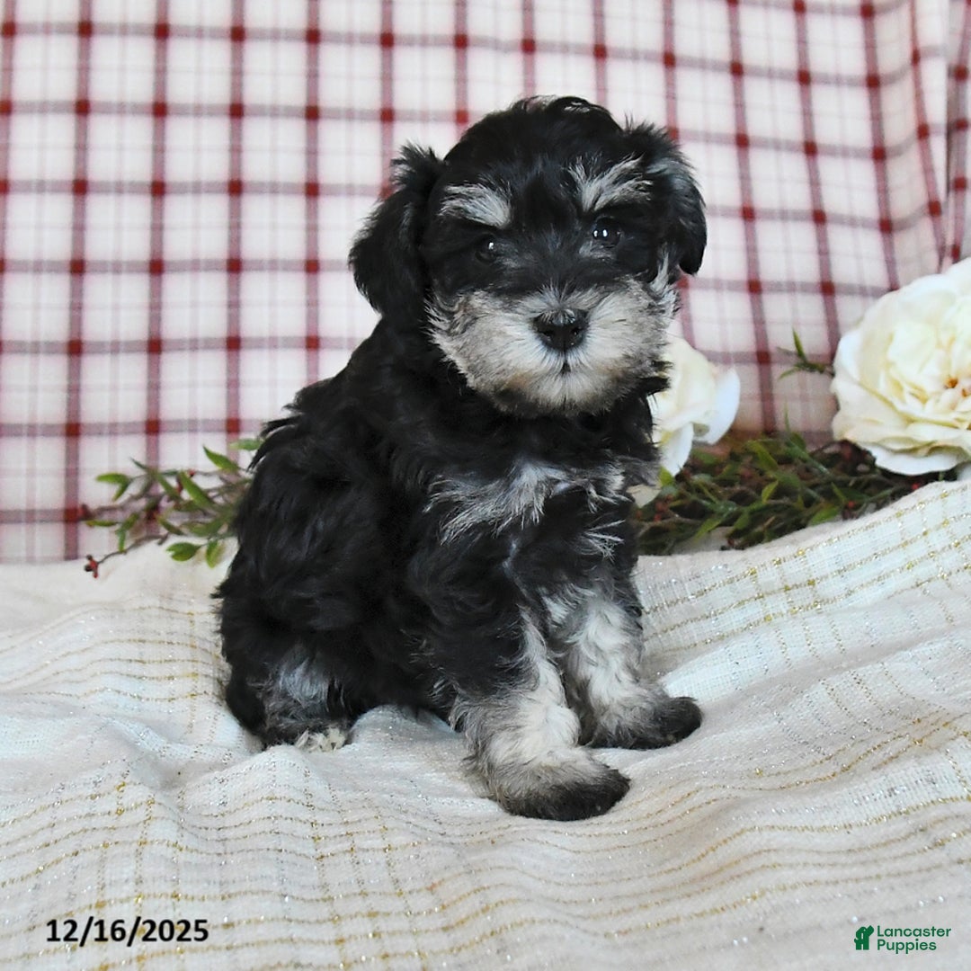 Miniature Schnauzer dogs for sale: Bonnie - Ad 4