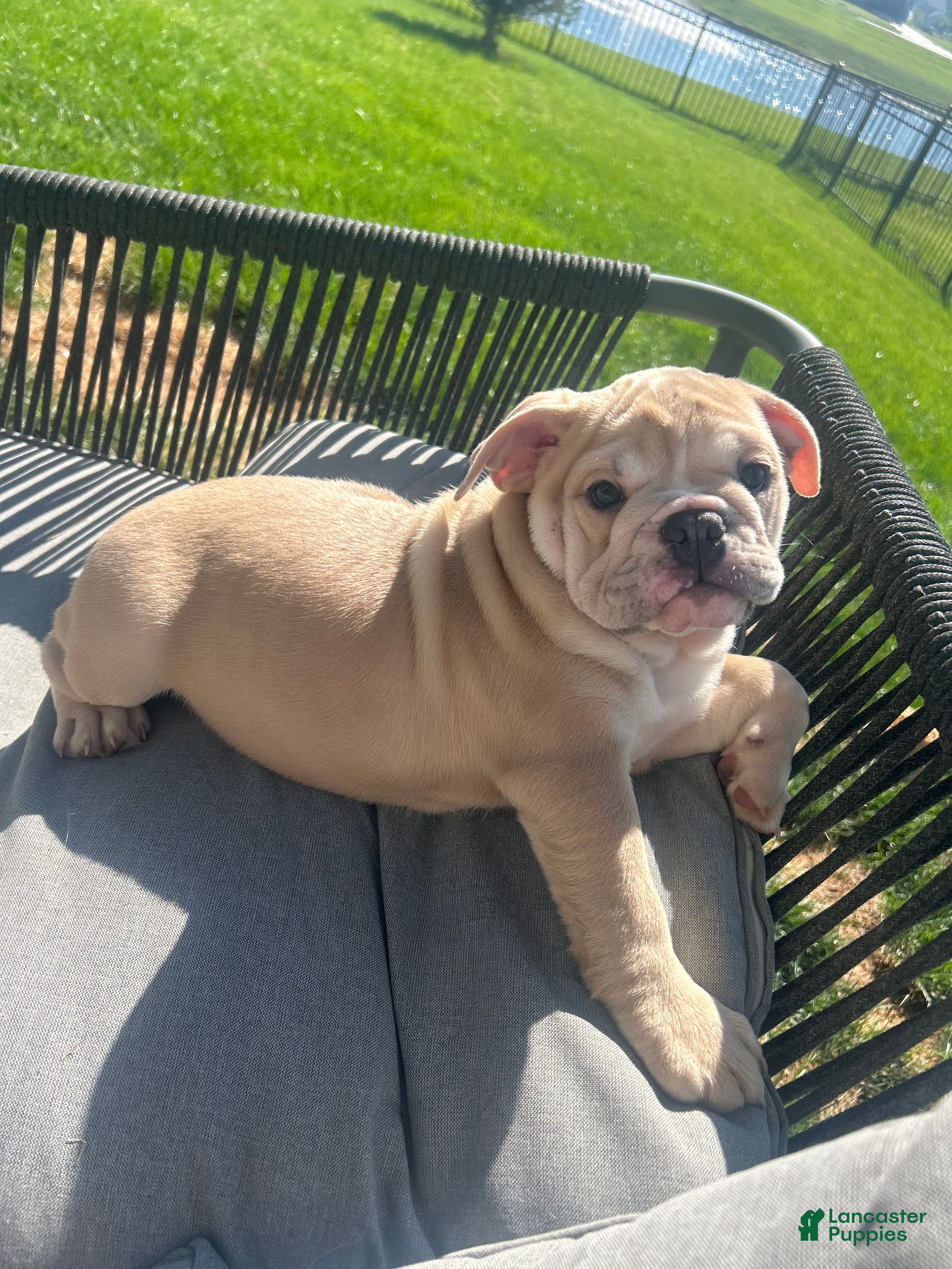 English Bulldog dogs Lola - Ad 1