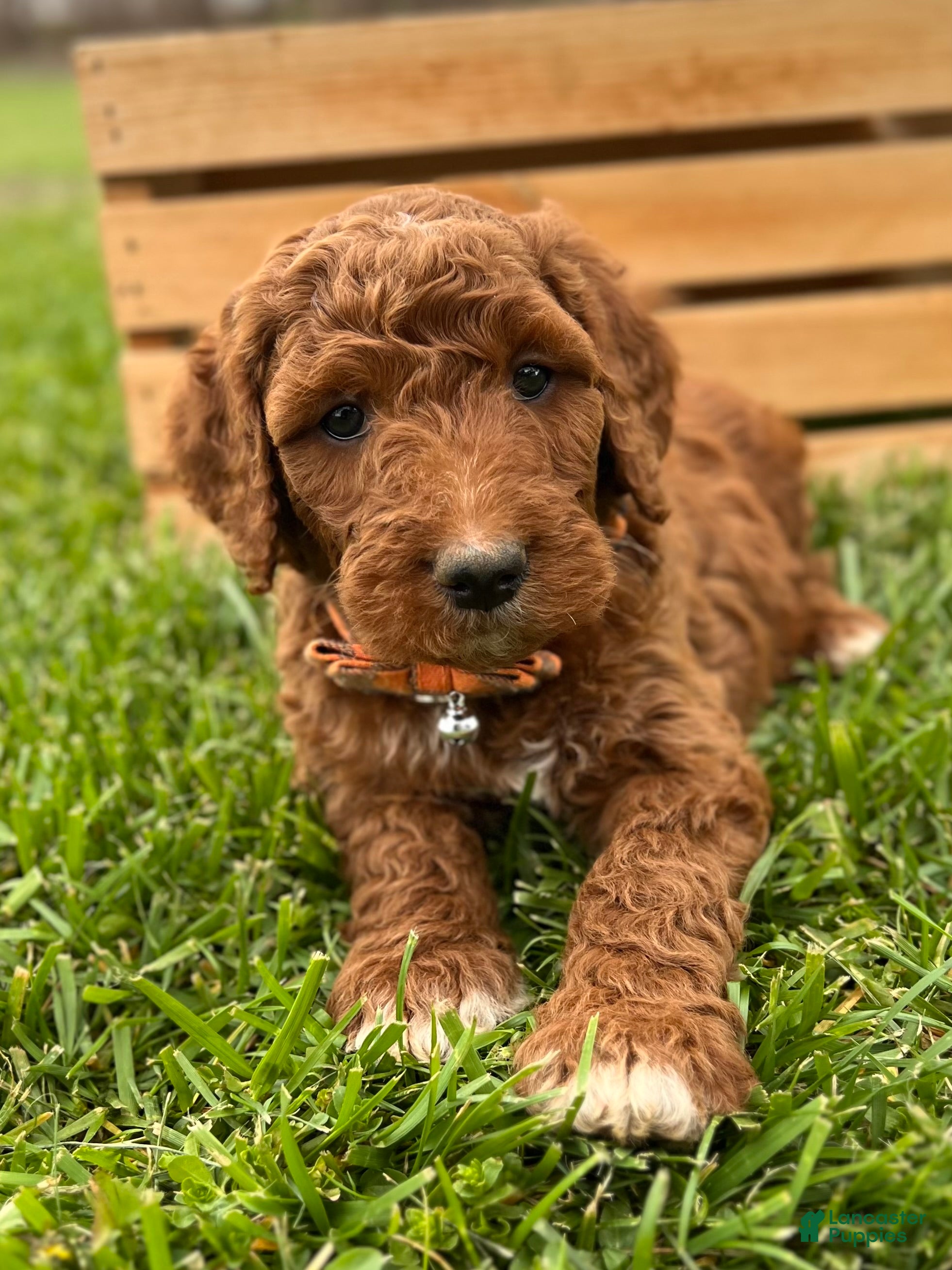 Irish Doodle dogs Roscoe - Ad 1