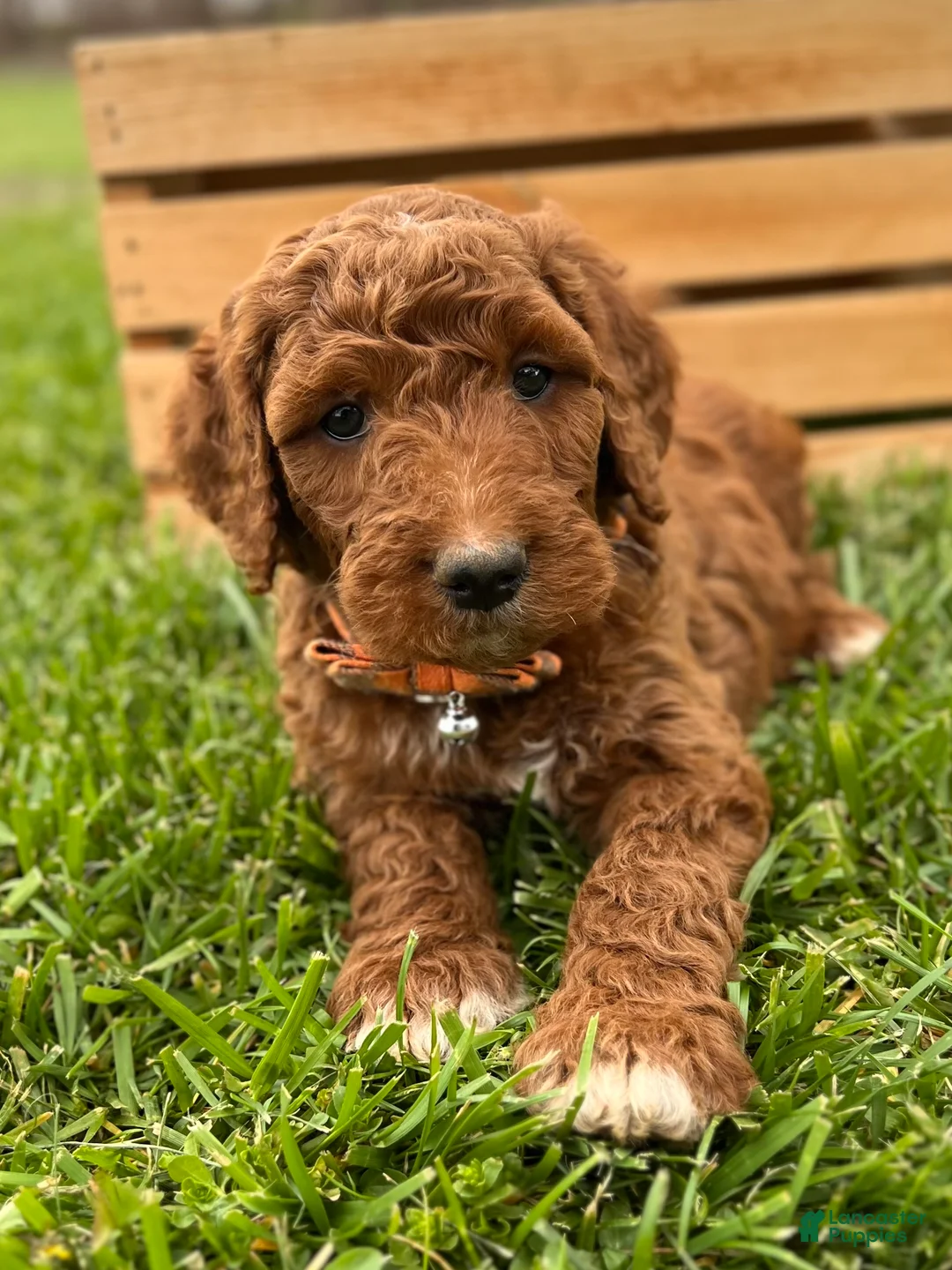 Irish Doodle dogs for sale: Roscoe - Ad 1