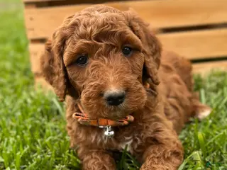 Irish Doodle dogs for sale: Roscoe - Ad 3
