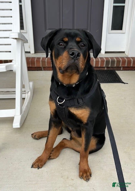 Rottweiler dogs Chyna - Ad 10