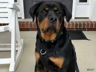 Rottweiler dogs Chyna - Ad 10