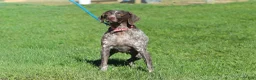 German Shorthaired Pointer dogs for sale: Allie - Ad 10