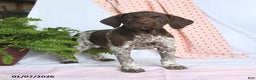 German Shorthaired Pointer dogs for sale: Atlas - Ad 1