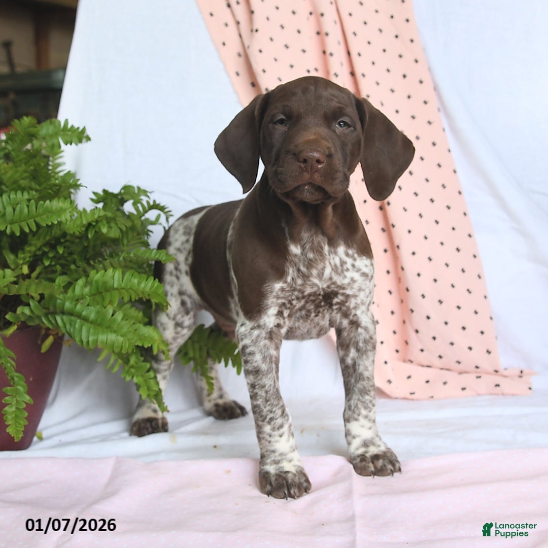 German Shorthaired Pointer dogs for sale: Atlas - Ad 1