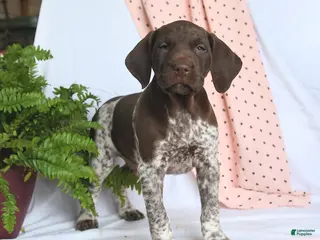 German Shorthaired Pointer dogs Atlas - Ad 28