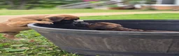Boxer dogs for sale: Brownie - Ad 17
