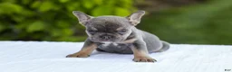 French Bulldog dogs for sale: Jana - Ad 3