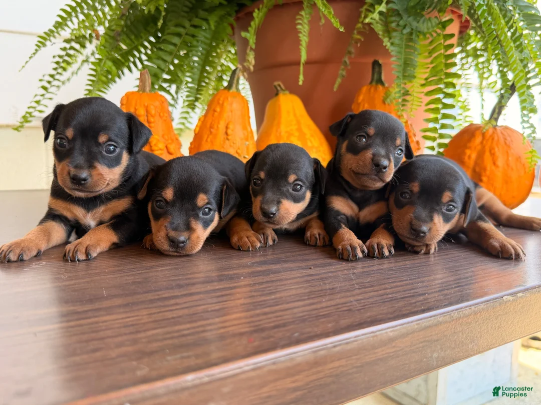 Miniature Pinscher dogs for sale: Michael  - Ad 4