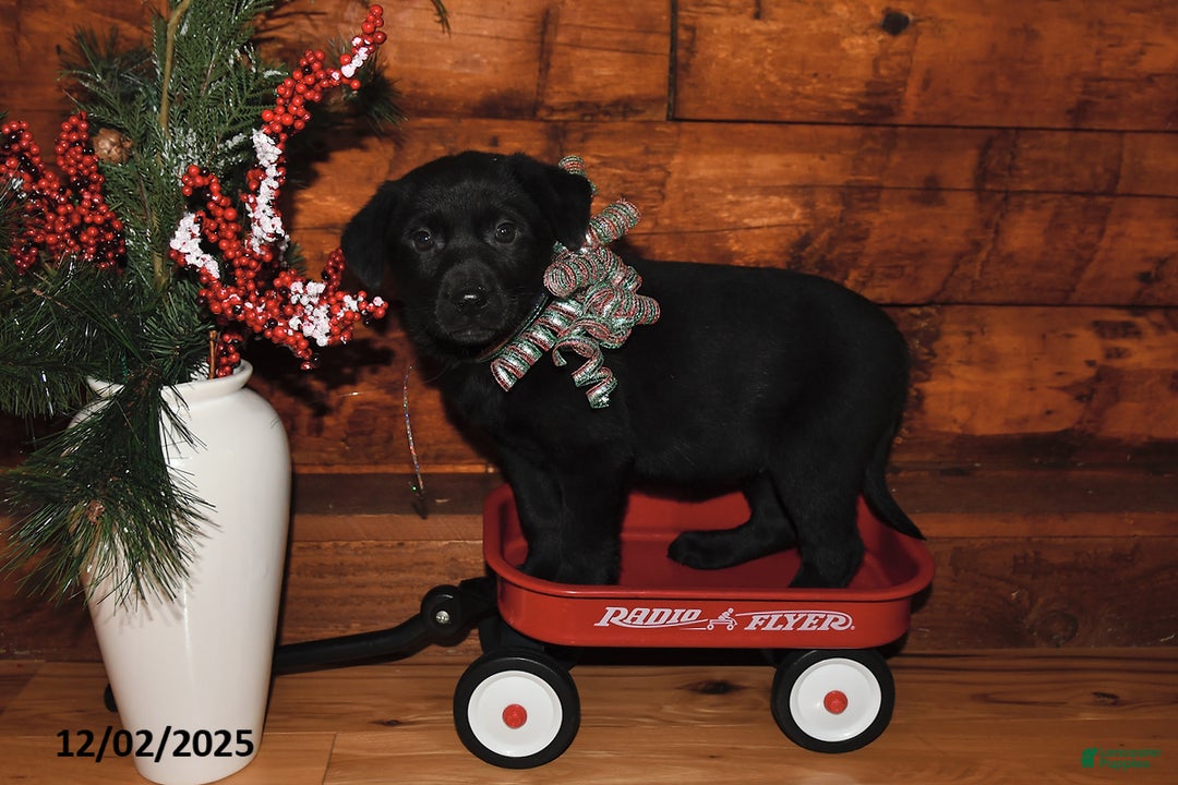 Mixed Breed dogs for sale: Holly - Ad 2