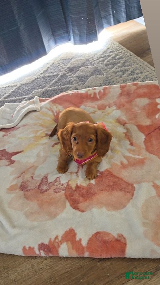 Dachshund dogs Dachshund 1 - Ad 40