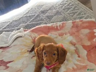 Dachshund dogs Dachshund 1 - Ad 40