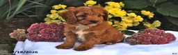 Cavapoo dogs for sale: Pumpkin - Ad 3