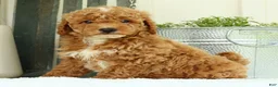 Mini Goldendoodle dogs for sale: Victor - Ad 8