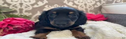 Miniature Dachshund dogs for sale: Callie - Ad 11