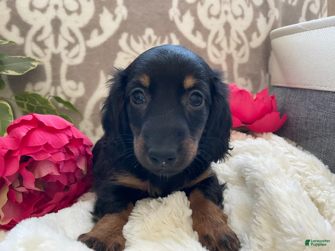 Miniature Dachshund dogs for sale: Callie - Ad 11