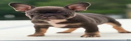 French Bulldog dogs for sale: Nuget - Ad 7