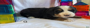 Bernese Mountain Dog Puppy 4