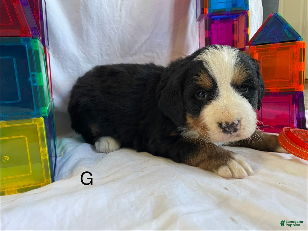 Bernese Mountain Dog dogs for sale: Bernese Mountain Dog Puppy 4 - Ad 1