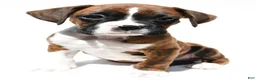 Boxer dogs for sale: Stan - Ad 10
