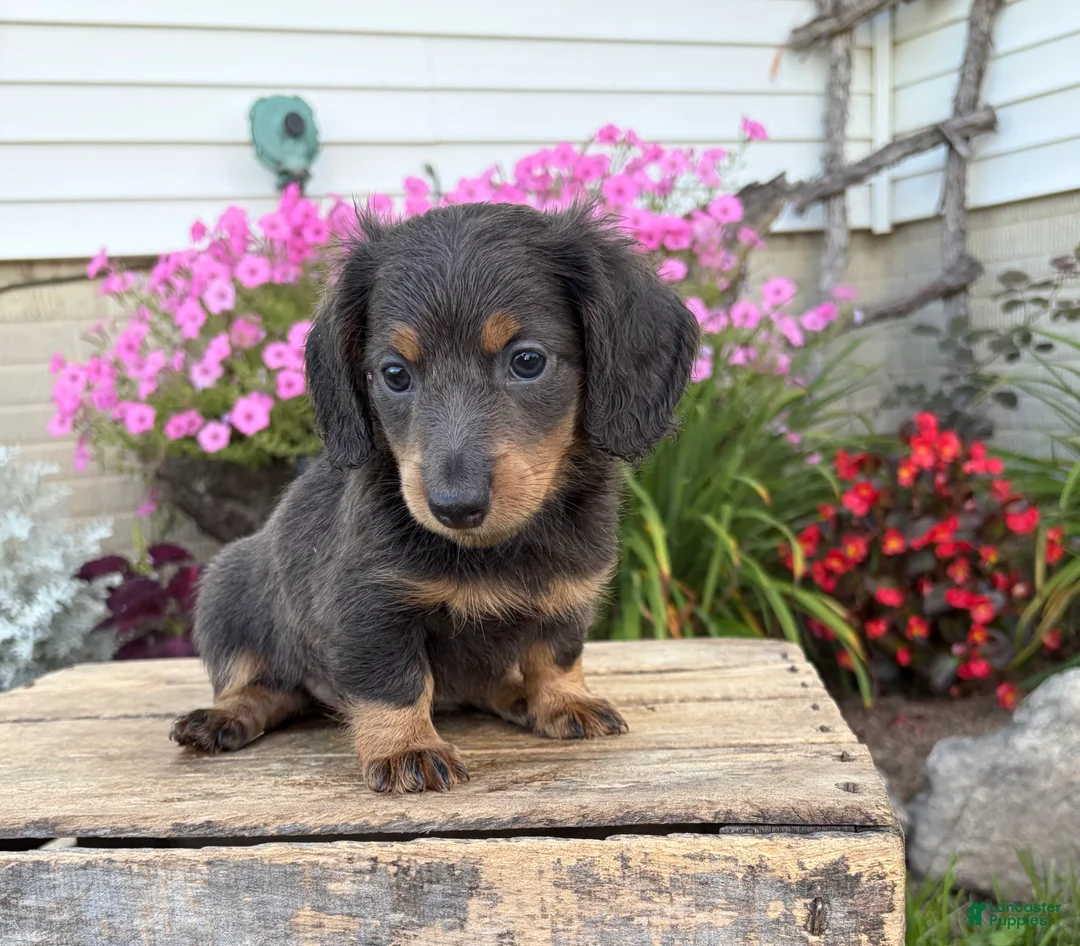 Miniature Dachshund dogs for sale: Nash - Ad 1