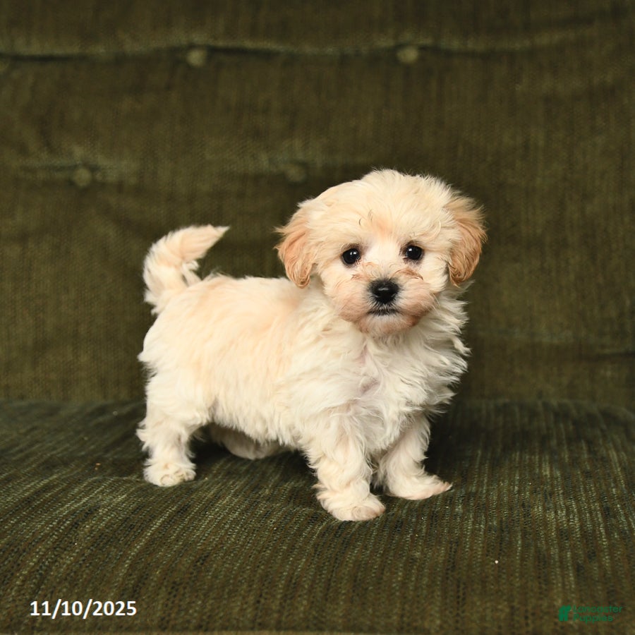 Maltipoo dogs Leo - Ad 23