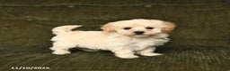 Maltipoo dogs for sale: Leo - Ad 6
