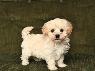 Maltipoo dogs Leo - Ad 40