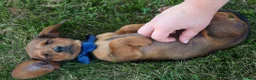 Miniature Dachshund dogs for sale: Hunter 💙🐾 - Ad 7