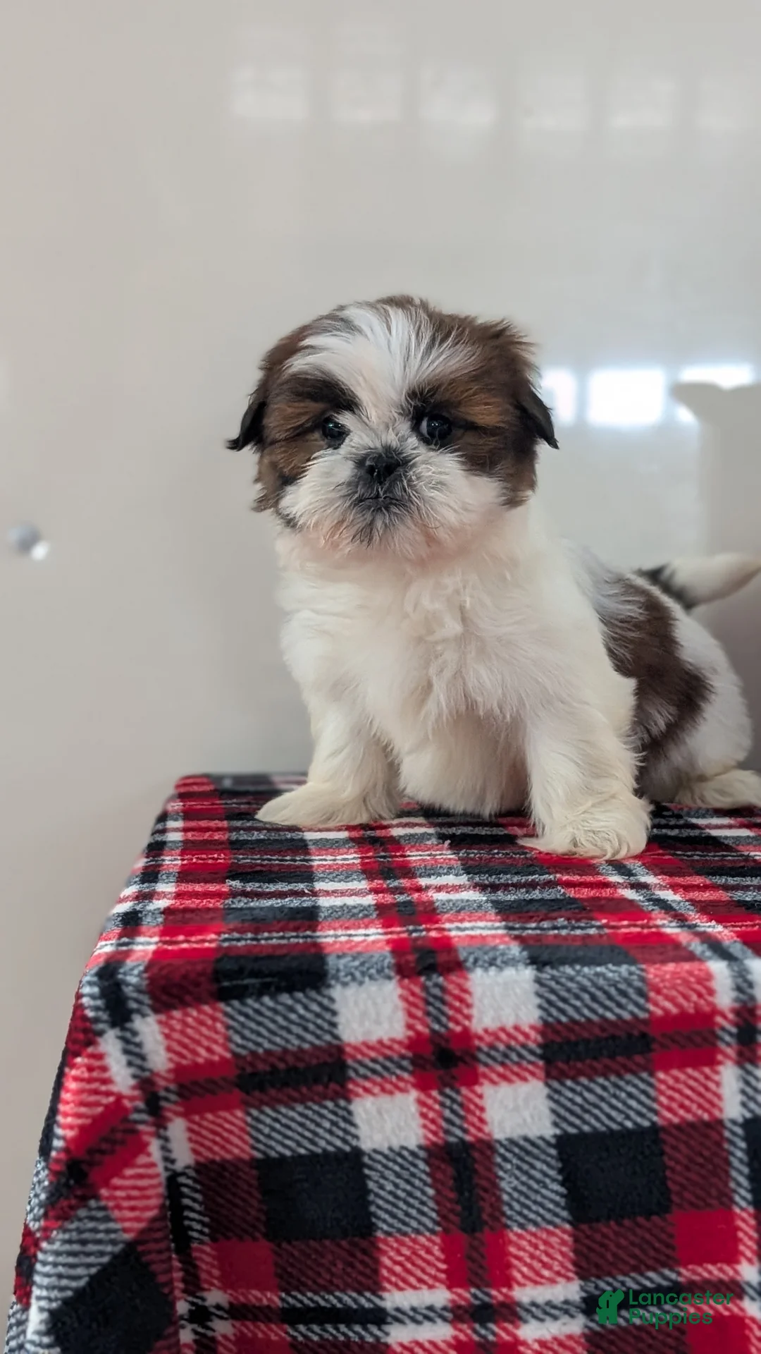 Shih Tzu dogs for sale: Charlie - Ad 2