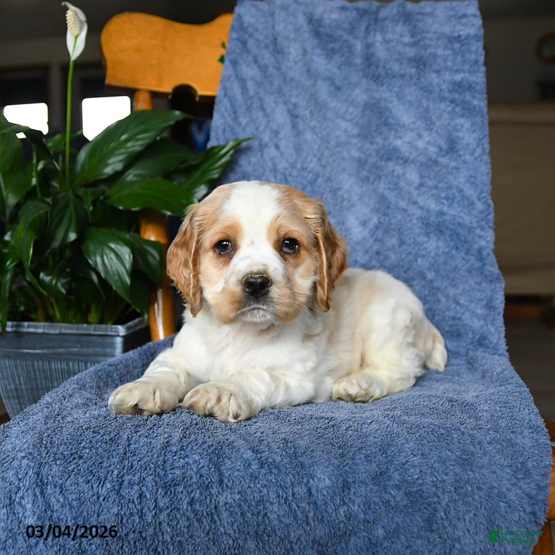 English Cocker Spaniel dogs for sale: Murphy - Ad 3
