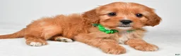 Cavapoo dogs for sale: Rita - Ad 6