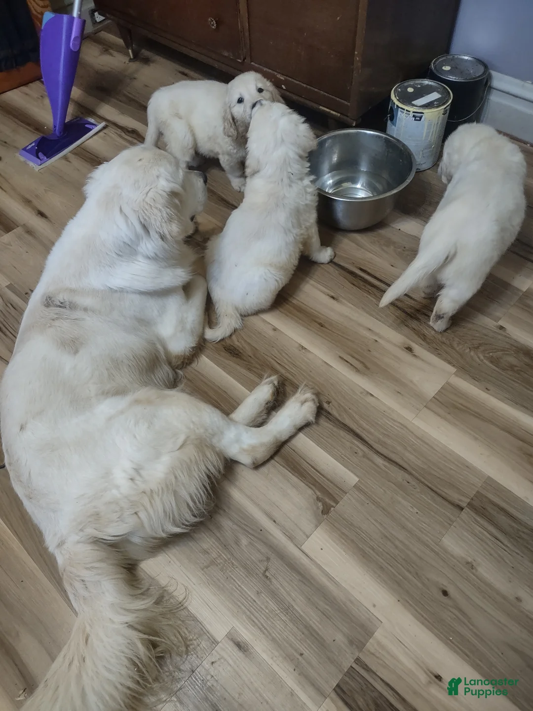 Golden Retriever dogs for sale: Golden Retriever Puppy 7 - Ad 3