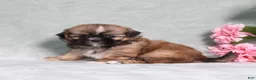 Shih Tzu dogs for sale: Rosella - Ad 3