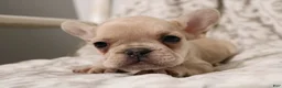 French Bulldog dogs for sale: Louie - Ad 13