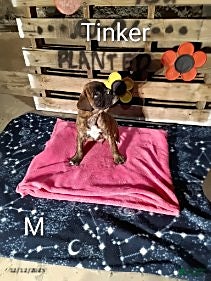 Boxer dogs Tinker - Ad 26