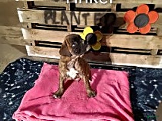 Boxer dogs Tinker - Ad 35