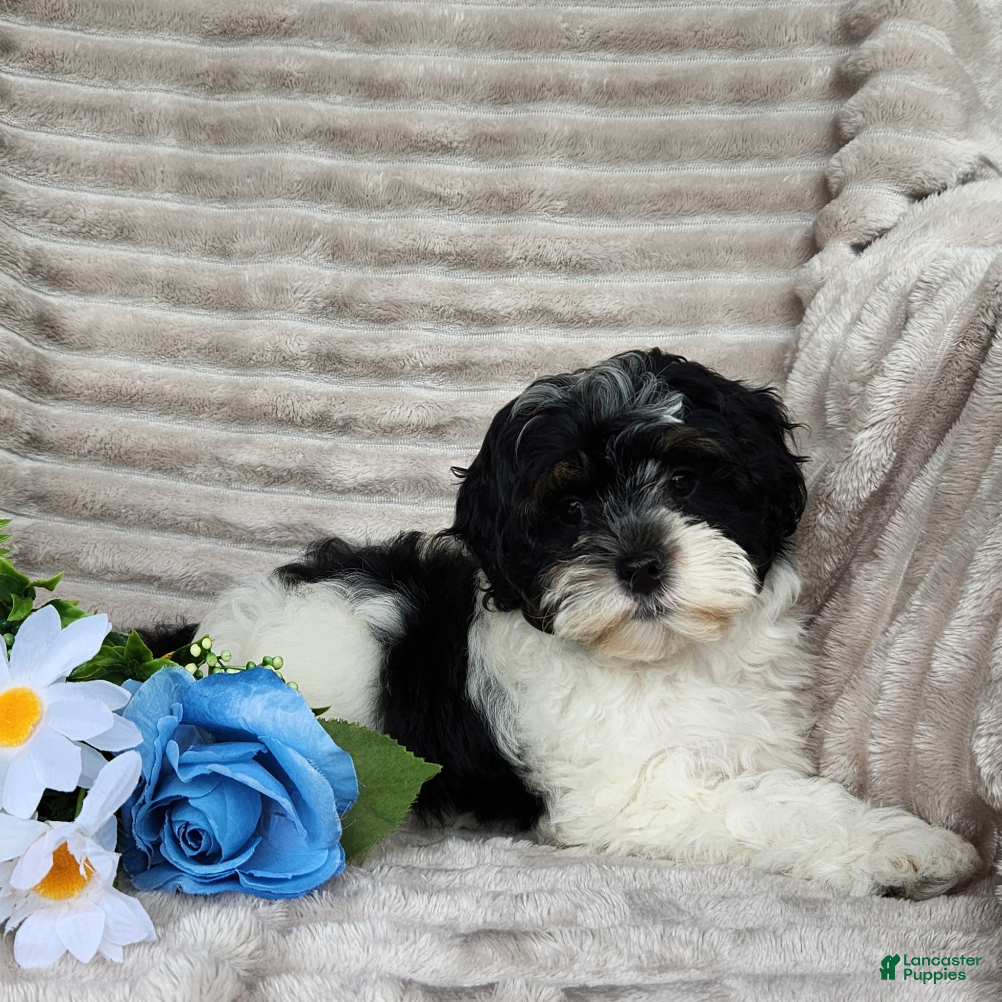 Shihpoo dogs Carter - Ad 3