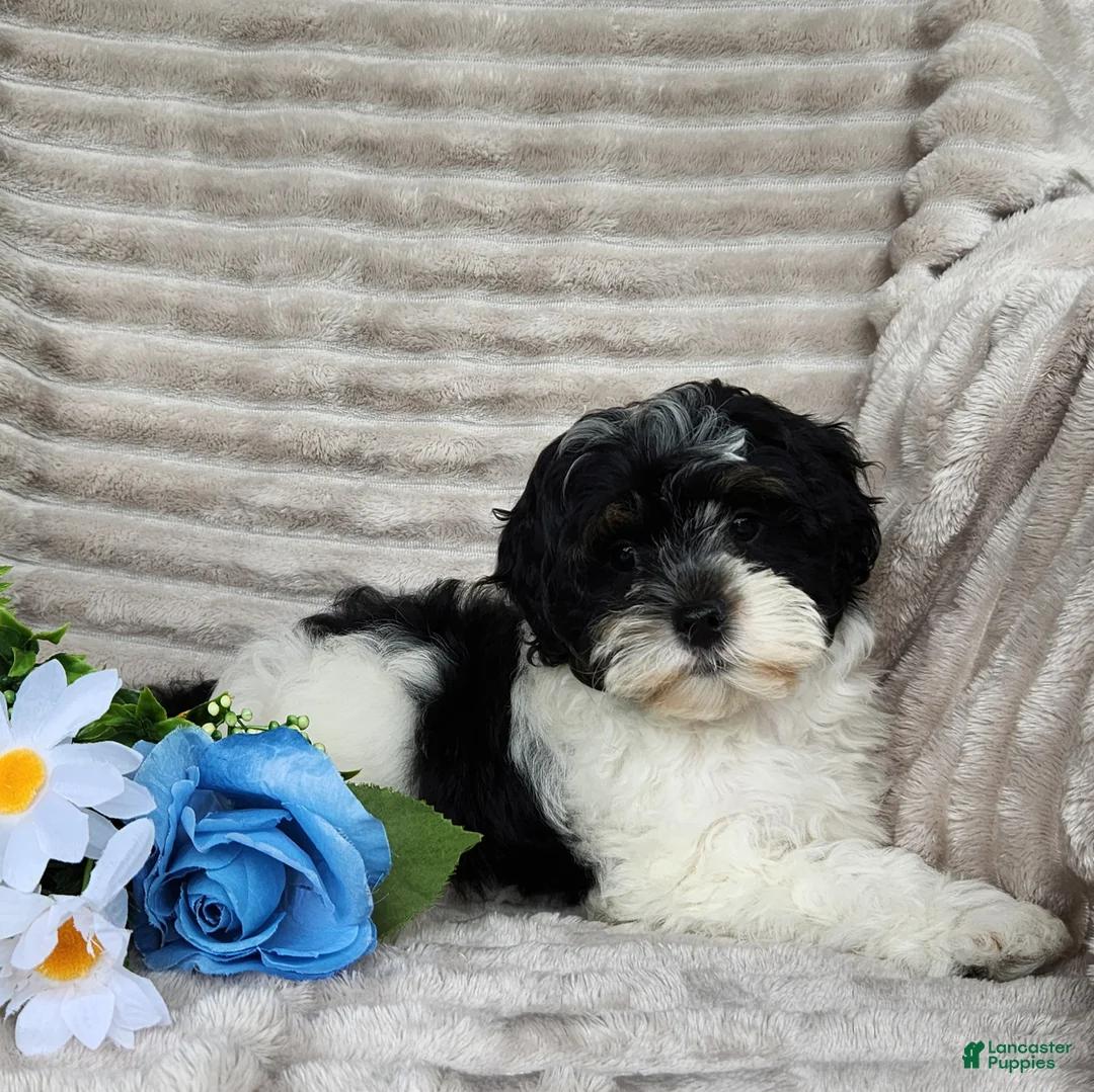 Shihpoo dogs for sale: Carter - Ad 2