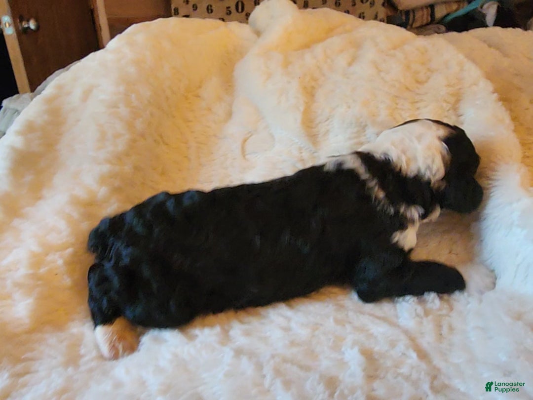 Mixed Breed dogs for sale: Kirk - Ad 6