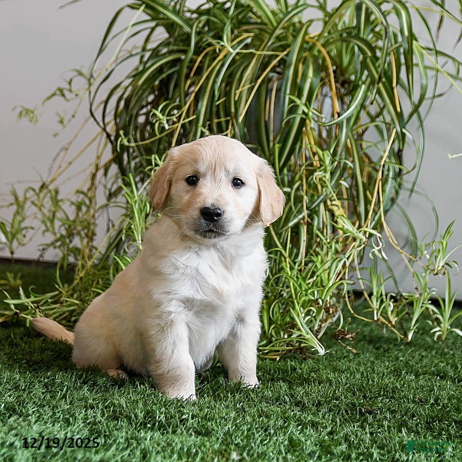 Golden Retriever dogs Maximus - Ad 10