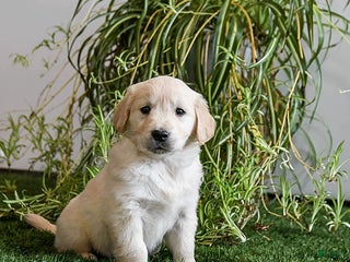 Golden Retriever dogs Maximus - Ad 10